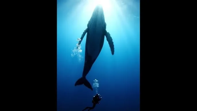 苍兰诀电视连续剧 - 深蓝星球：探索海洋深处的未知世界